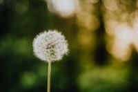 Kaboompics - Close-Up Dandelion Clock with Sunlit Bokeh in a Green Meadow