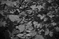 Kaboompics - Black and White Autumn Leaf Texture with Tree Shadows, Nature Background
