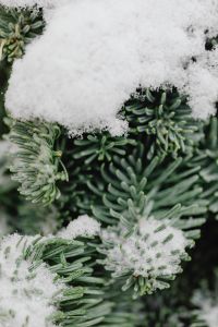 Kaboompics - Snow-Covered Fir Needles in a Winter Close-Up