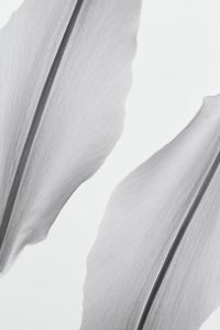 Kaboompics - Black And White Lily Petals Close Up Abstract Form