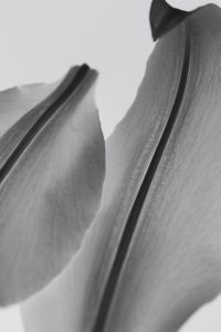 Kaboompics - Black And White Lily Petal Abstract Organic Shape