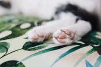 Kaboompics - Essential element to support a wall unit - the cat