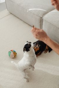 Kaboompics - White and Black Dog Watching an Owner's Treat beside a Beige Sofa, Indoor Pet Training