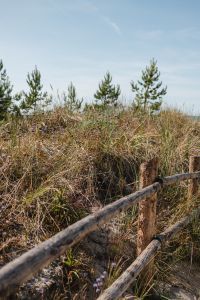 Kaboompics - Baltic Sea Dune Grass and Young Pine Trees Behind a Weathered Beach Fence