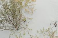 Kaboompics - Coastal Shrub Branches with Fine Leaves on Pale Sand, Copy Space Background