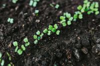 Kaboompics - Early spring garden
