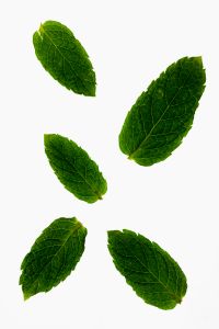 Kaboompics - Fresh Mint Leaves in Backlight