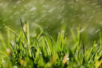 Kaboompics - Layered Grass Blades and Soft Streaked Bokeh, Fresh Green Nature Macro Photography