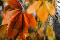 Kaboompics - Out-of-Focus Autumn Leaves in Warm Seasonal Colors