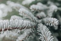 Kaboompics - Close-Up Frosted Spruce Needles Against Soft Green Bokeh
