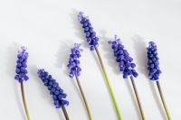 Kaboompics - Grape hyacinth flower - Muscari