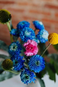 Kaboompics - Close-Up Blue Chrysanthemums, Pink Carnation and Yellow Craspedia