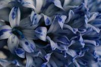 Kaboompics - Extreme Close-Up of Blue Hyacinth Petals