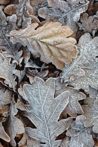 Kaboompics - Layered Oak Leaves Covered in Frost, Overhead Autumn Winter Ground Texture