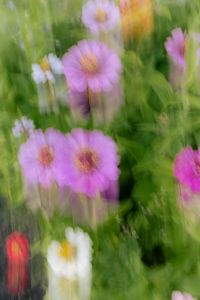 Kaboompics - Pink Cosmos Flowers in a Dreamy Floral Background