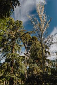 Kaboompics - The Buen Retiro Park in Madrid, Spain