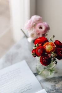 Kaboompics - Lovely Red and Pink Buttercup Flowers