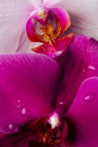 Kaboompics - Pink Orchid Macro Detail With Water Drops And Texture