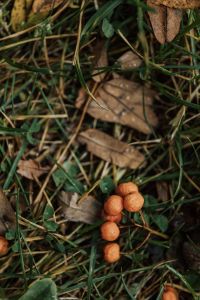 Kaboompics - Close-Up of Tiny Orange Mushrooms in Forest Grass