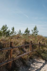 Kaboompics - Weathered Wooden Fence Across Baltic Sea Dunes with Coastal Grasses and Pines