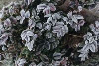 Kaboompics - Detail of leaves covered in frost