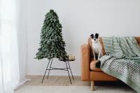 Kaboompics - Christmas Tree and Small Dog in Minimal Living Room