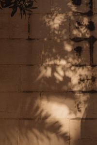 Kaboompics - Palm Tree Shadows on Weathered Brown Stone Blocks in Golden Sunlight