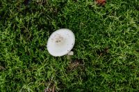 Kaboompics - Top View of White Mushroom on Moss