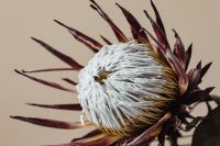 Kaboompics - Horizontal Dried Protea Flower Portrait