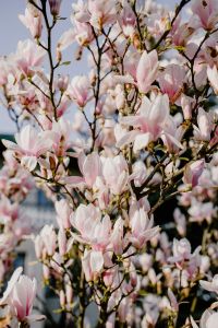 Kaboompics - White and Pink Magnolia Blossoms Against a Bright Spring Sky