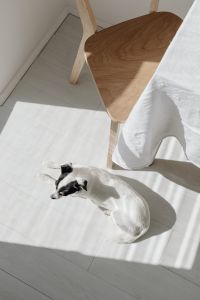 Kaboompics - Small Dog Lying Beneath Wooden Chair at Home