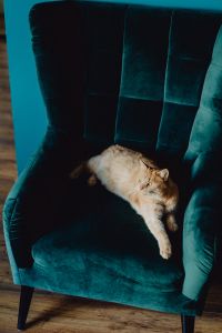 Kaboompics - Full View of a Ginger Cat Lounging in a Teal Velvet Armchair