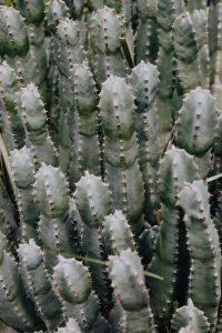 Kaboompics - Dense Cluster of Pale Columnar Cacti with Repeating Spines