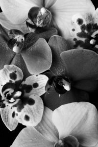 Kaboompics - Black And White Orchid Composition Floral Arrangement