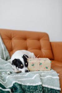 Kaboompics - Tan Leather Sofa With White Copy Space for Holiday Design