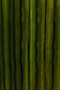 Tropical Palm Leaf Macro Textures and Botanical Backgrounds with Natural Light, Veins and Shadow Patterns