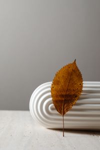 Kaboompics - Golden Dried Leaf Beside a White Ribbed Ceramic Sculpture