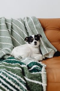 Kaboompics - Small Dog Peeking From Behind Green Sofa Blanket