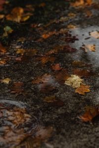 Kaboompics - Fallen Maple Leaves on Wet Pavement After Rain
