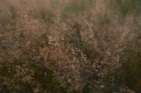 Kaboompics - Warm Blurred Meadow of Pink Wild Grass Seed Heads
