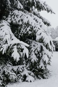 Kaboompics - Snow-covered Trees