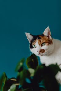 Kaboompics - Cute tricolor cat