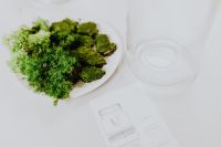 Kaboompics - Overhead Arrangement of Moss, Glass Jar and a Hand-Drawn Terrarium Plan
