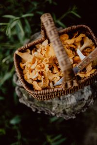 Kaboompics - Basket Of Chanterelle Mushrooms Resting On Tree Stump
