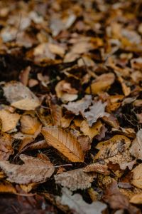 Kaboompics - Autumn leaves - shades of brown