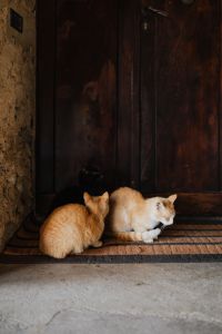 Kaboompics - Three Cats Sitting on a Doormat by a Rustic Wooden Door