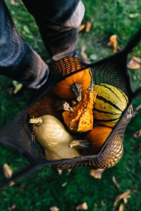 Kaboompics - Variety of Pumpkins
