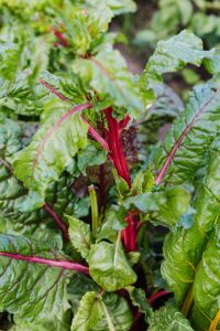 Kaboompics - Beet leaves