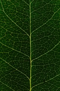 Kaboompics - Leaf Macro Vertical Texture Green Natural Background