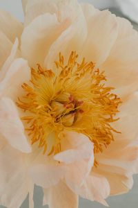Kaboompics - Macro Cream Peony with Warm Floral Texture